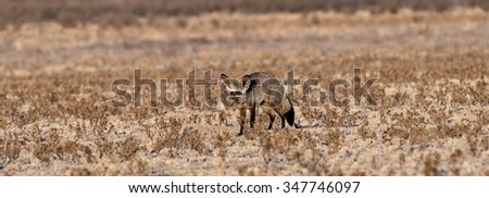 Bat-eared fox (Otocyon megalotis) Kgalagadi Transfrontier Park, South Africa.jpg