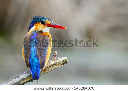 Malachite kingfisher staring off perch portrait, Marievale, South Africa