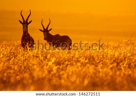 Bontebok pair standing in golden grass at sunset, Golden Gate National Park, South Africa