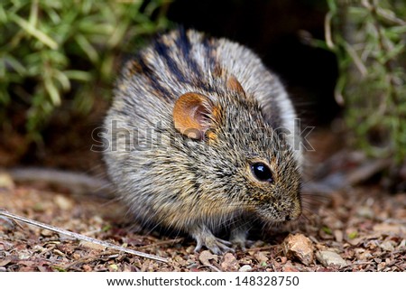 Field mouse sniffing for food on ground, Mountain Zebra National Park, South Africa