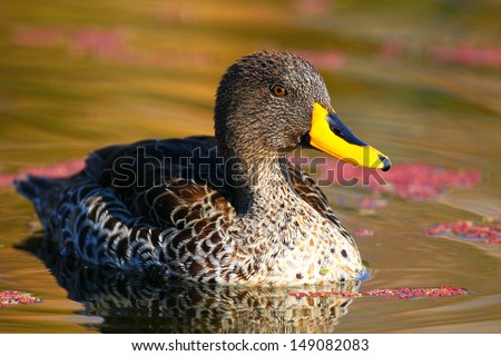 Yellow-billed duck on water portrait