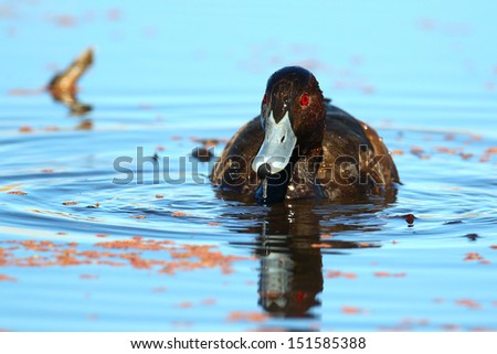 Southern pochard on water portrait, Marievale, South Africa