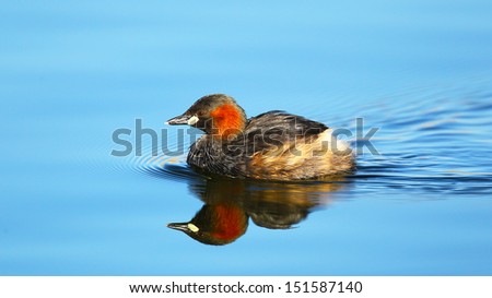 Little grebe swimming on calm blue water with reflection and ripples, Marievale, South Africa