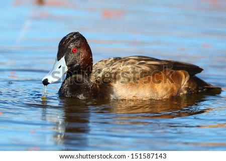Southern pochard on water portrait, Marievale, South Africa