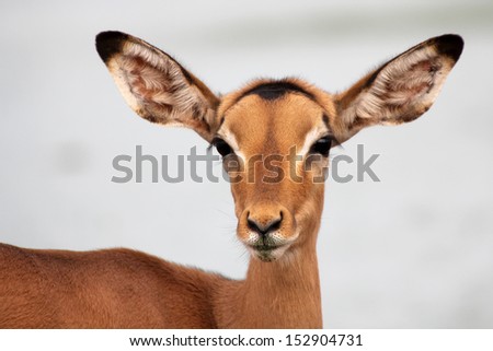 Face of female impala with green algae pollution on mouth staring forwards portrait, Kruger National Park, South Africa