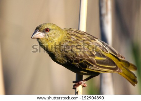 Female southern masked weaver on a reed portrait, Karoo National Park, South Africa