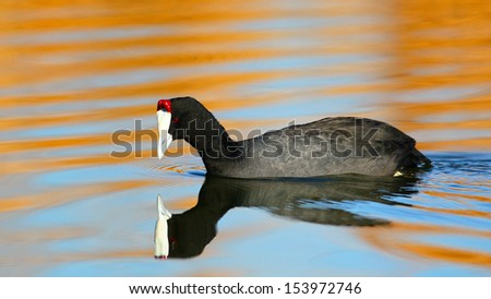 Red-knobbed coot swimming on water with reflection and ripples, South Africa