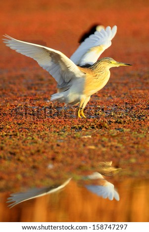 Squacco heron preparing to take off with open wings from red algae, Marievale, South Africa