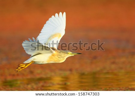 Squacco heron flying with open wing pose side-on, Marievale, South Africa