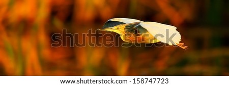 Squacco heron flying with open wing pose side-on, panoramic crop, Marievale, South Africa