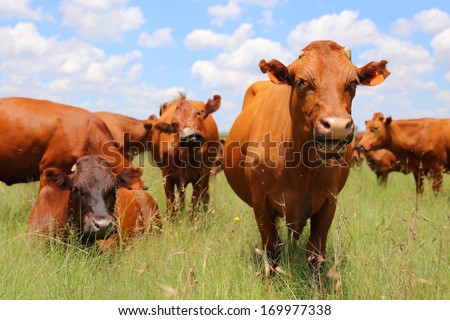 Bonsmara Cattle In The Field, South Africa
