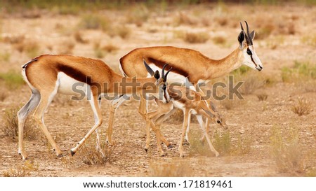 Family of springbuck walking in desert, Kalahari, South Africa
