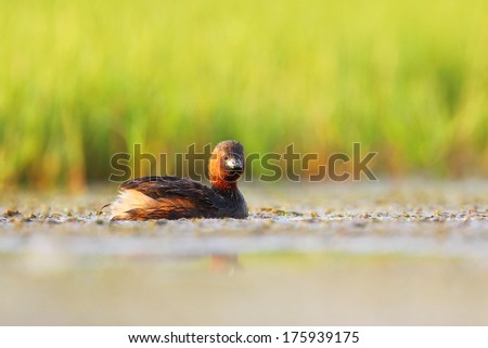 Little grebe floating on water portrait, South Africa