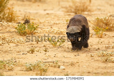 Honey badger walking on sand, Kalahari, South Africa