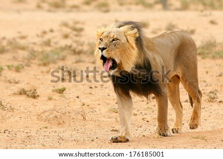 Black-maned male lion walking in desert, Kalahari, South Africa