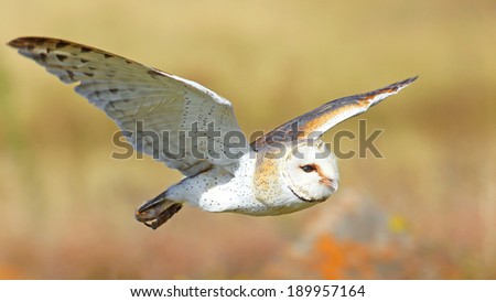 Barn owl in flight, South Africa