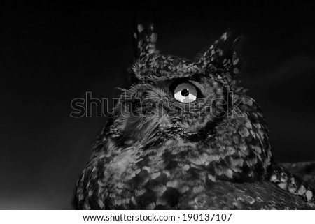 Close-up of spotted eagle-owl face, Dullstroom Birds of Prey Centre, South Africa