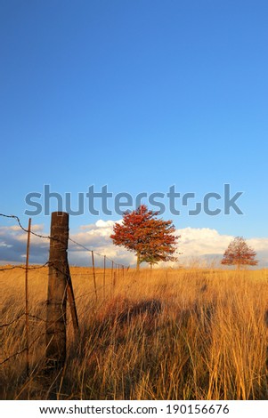 Red tree with farm fence on grassy landscape, South Africa