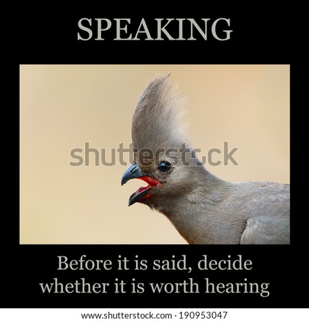 Motivational poster: SPEAKING - grey lourie close-up portrait with open mouth