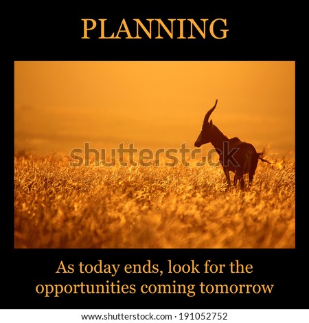 Motivational poster: PLANNING - orange sunset with blesbuck standing in grass