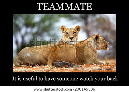 Motivational poster - TEAMMATE: two lions lying on sand