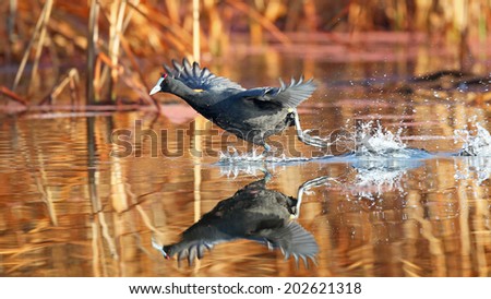 Red-knobbed coot bird runs on water with splashes, South Africa