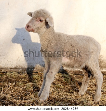 Wool sheep lamb portrait, South Africa