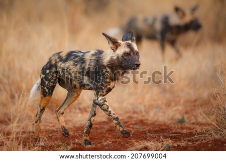Wild dog in natural bush, South Africa