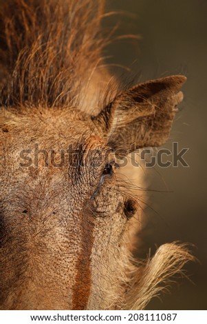 Warthog drinking at eye level, South Africa