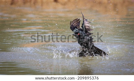 Black bird with red eye splashing in water for a bath