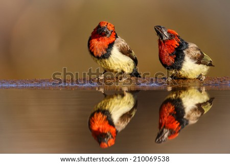Two birds talking at edge of pond, South Africa