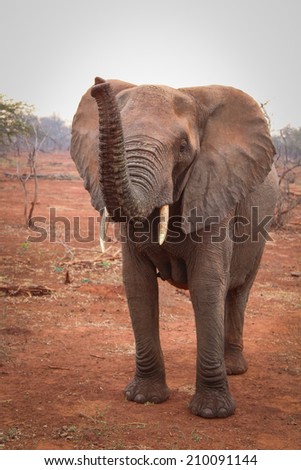Single elephant standing on red sand, South Africa