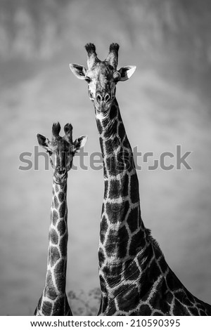 Black and white image of giraffe pair, South Africa