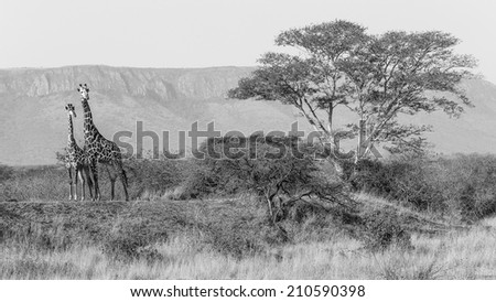 Black and white image of giraffe pair making a typical African vista, South Africa