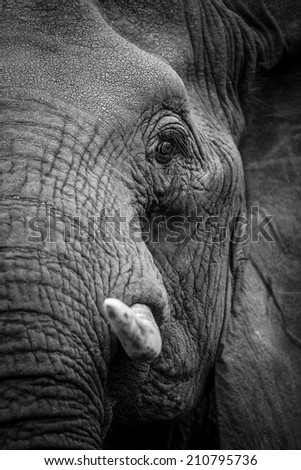 Black and white elephant portrait, South Africa