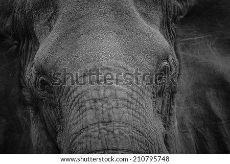 Black and white elephant portrait, South Africa