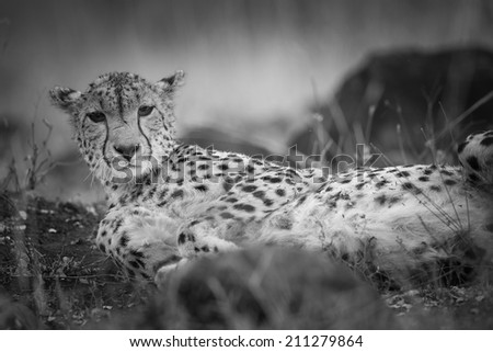 Portrait of a cheetah in black and white, South Africa