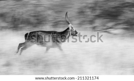 Antelope running with motion blur in black and white