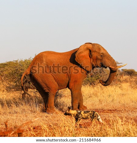 Wild dog and elephant in the bush together, South Africa
