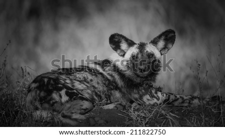 Black and white portrait of wild dog on sand and grass plain, South Africa