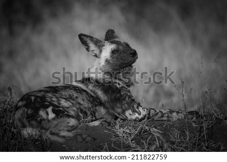 Black and white portrait of wild dog on sand and grass plain, South Africa
