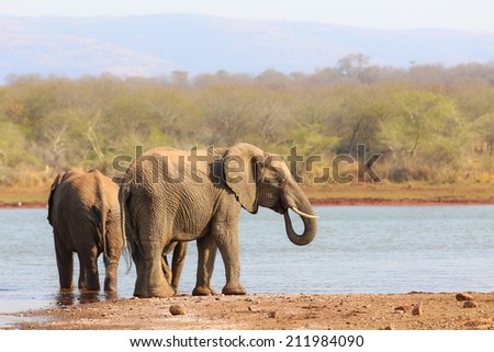 Herd of African elephants on the move with red sand and fever trees
