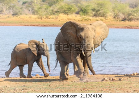 Herd of African elephants on the move with red sand and fever trees
