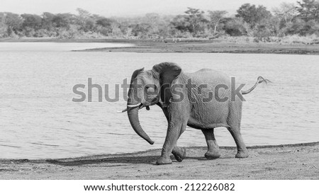 Textures of an African elephant in black and white, South Africa
