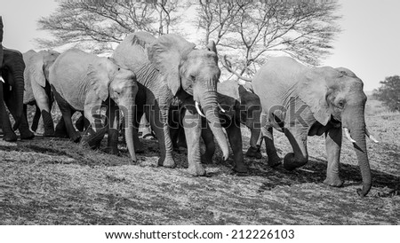 Textures of an African elephant in black and white, South Africa