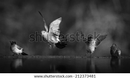 Dove taking off from group of birds in black and white