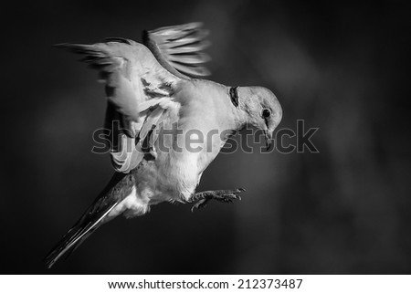 High contrast dove flying, black and white