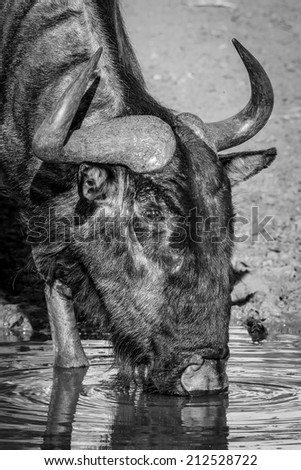 Wildebeest drinking from river, black and white