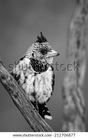 Crested barbet sitting on branch, black and white
