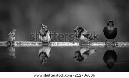 Variety of detailed birds drinking from pond with clear reflections in water, black and white